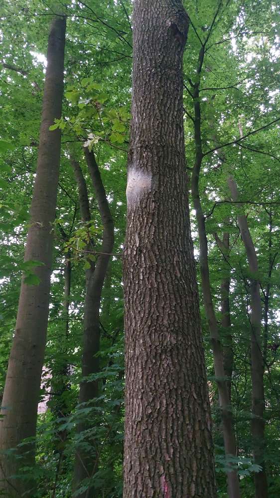 Giftköder-Eichenprozessionsspinner - Am Fichtenbusch-Profilbild