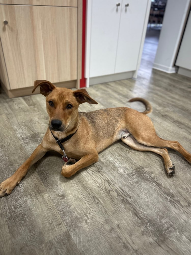 Hundetreffen-Spielkumpels für kastrieten Rüden gesucht(:-Profilbild