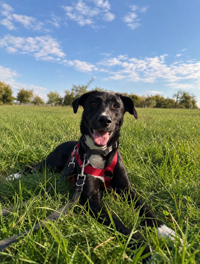 Hundetreffen-Spazierengehen🐾-Profilbild
