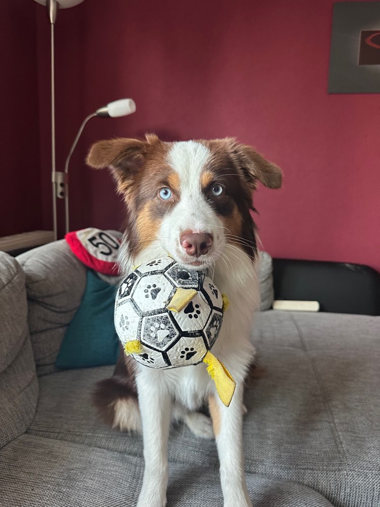 Hundetreffen-Spielkameraden-Profilbild
