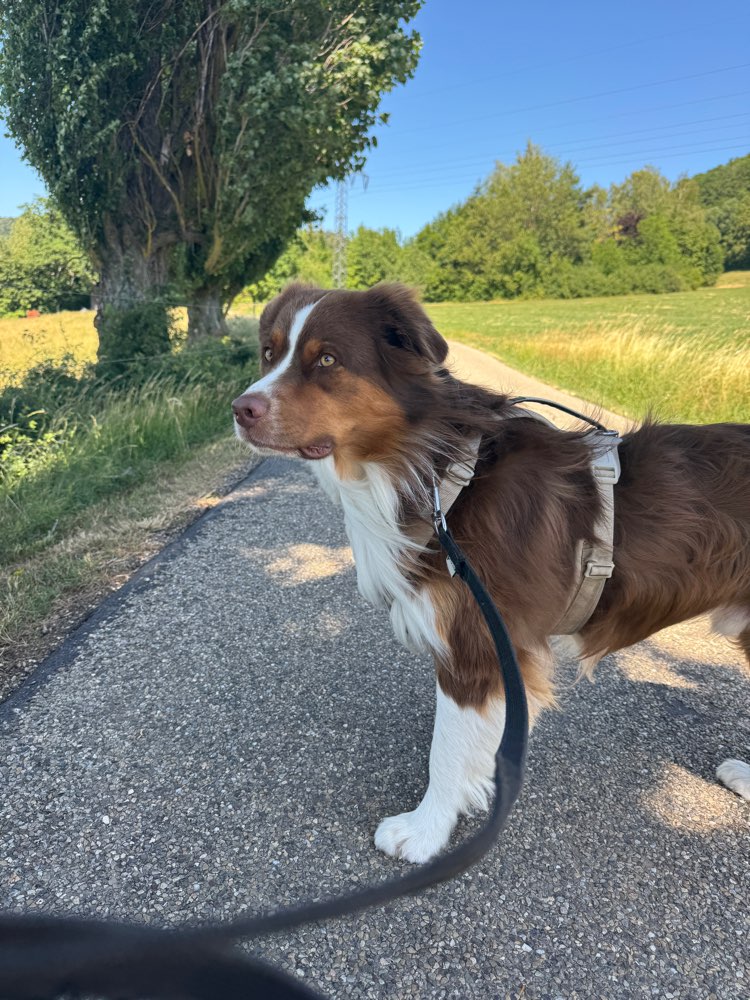 Hundetreffen-Suche Trainingspartner/in-Profilbild