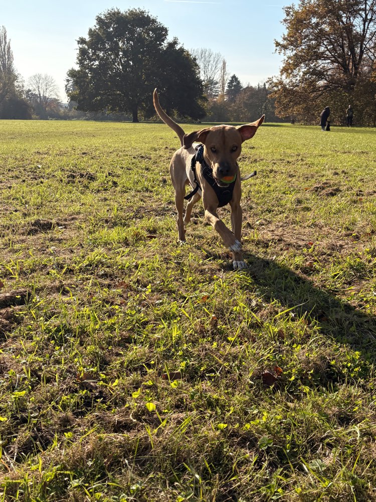 Hundetreffen-Frodo sucht Spiel und Spaß-Profilbild