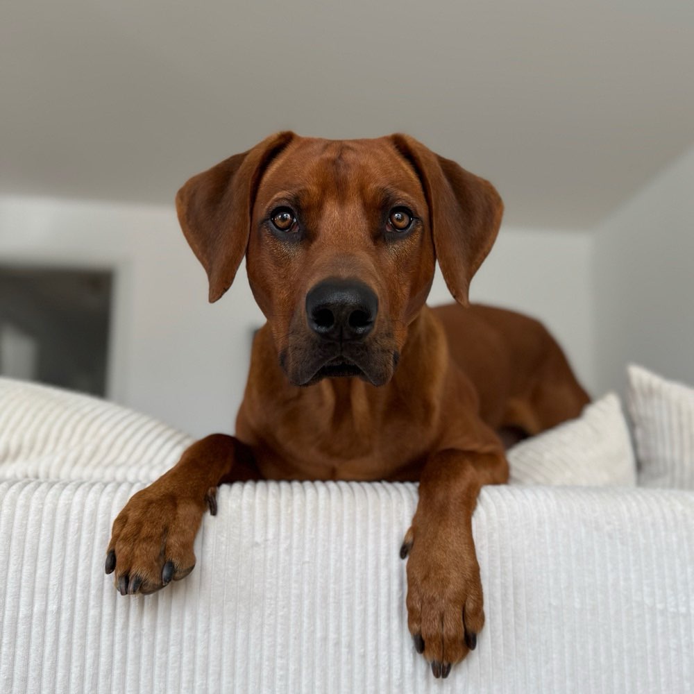 Hundetreffen-Gassipartner gesucht 🧡-Profilbild