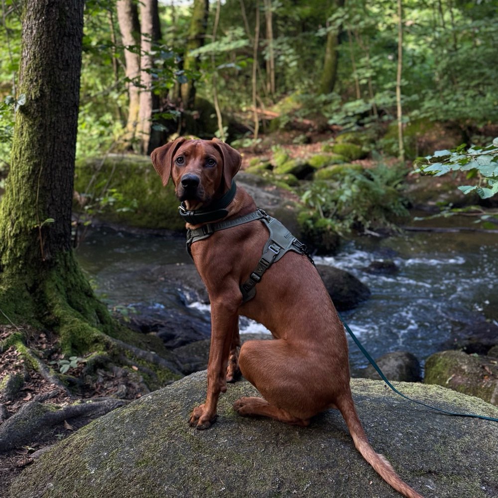 Hundetreffen-Gassi gehen & spielen 🧡-Profilbild