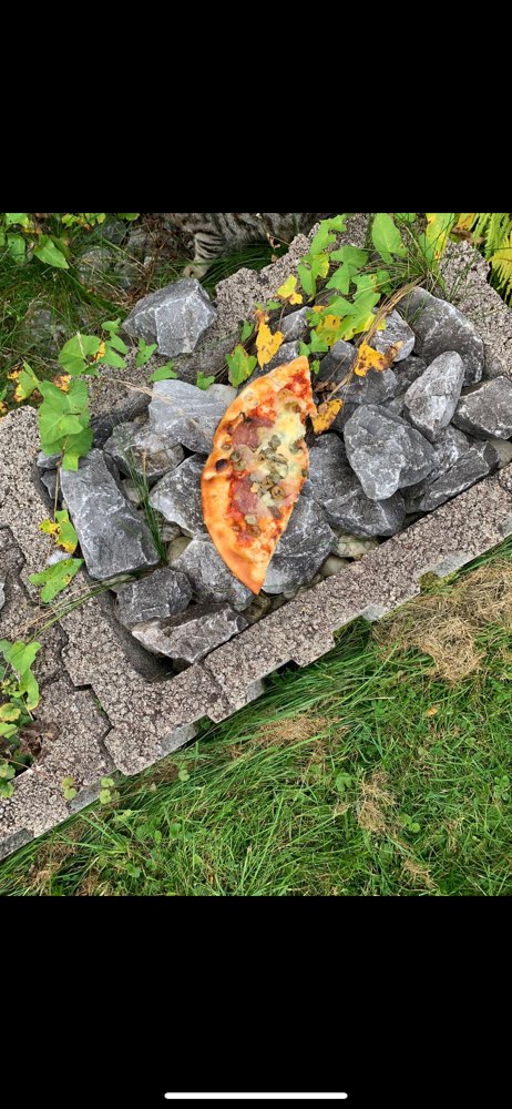 Giftköder-Giftköder?!-Profilbild