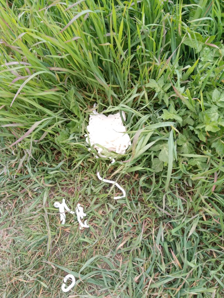 Giftköder-Giftköder am Golfplatz!-Profilbild