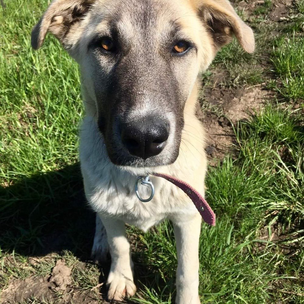 Hundetreffen-Hunde treffen Kloster Zinna-Profilbild