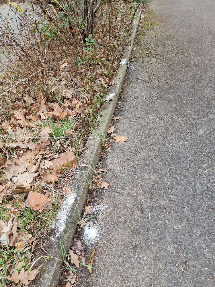 Giftköder-Weißes Pulver-Profilbild