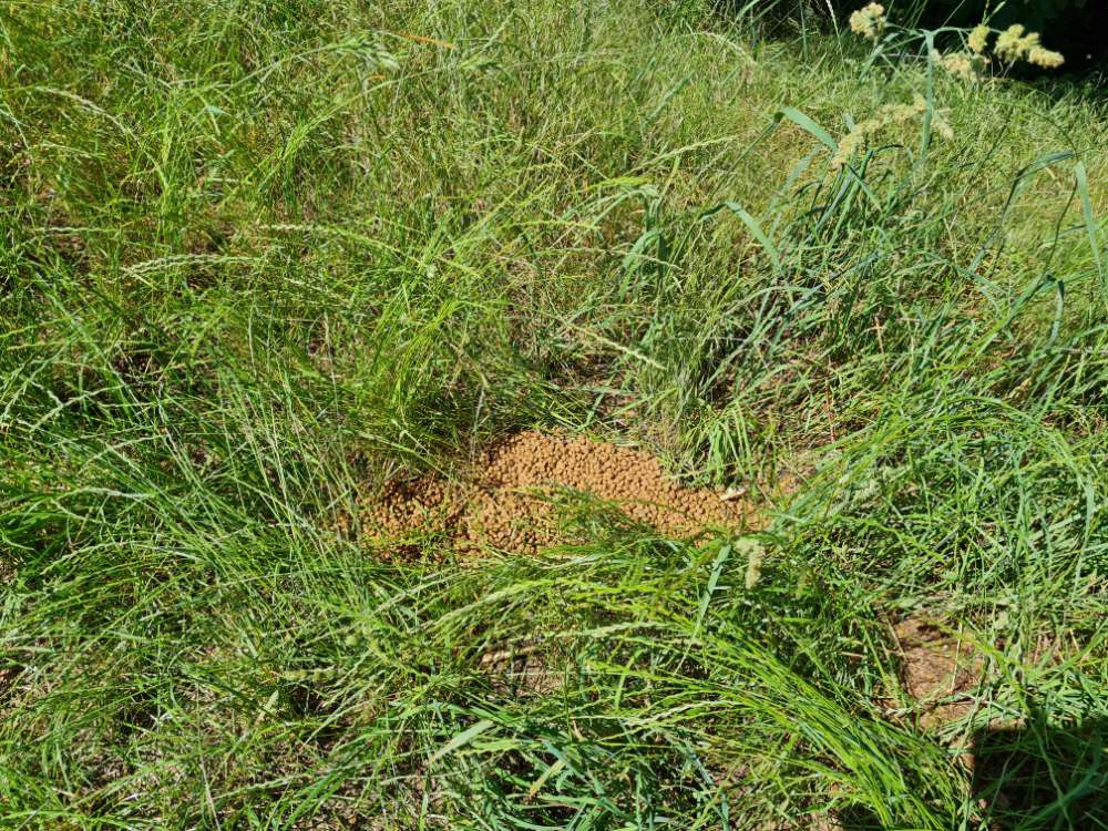 Giftköder-Evtl. Giftköder-Profilbild