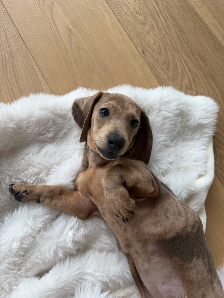 Hundetreffen-Gemeinsames Gassigehen für Energiebündel 💛-Profilbild