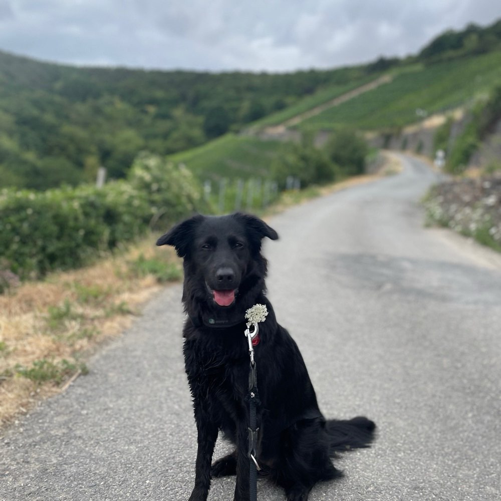Hundetreffen-Hundefreund*innen gesucht.-Profilbild