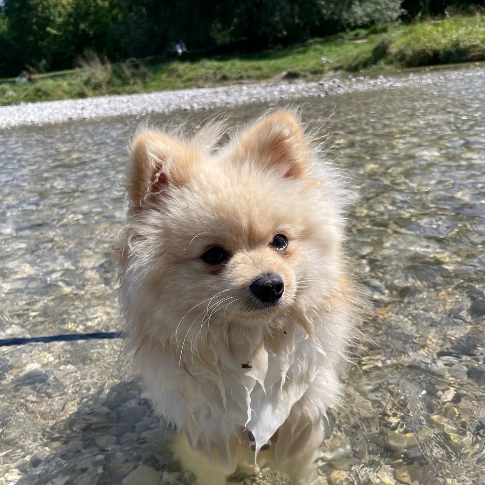 Hundetreffen-Spitz-Treffen-Profilbild