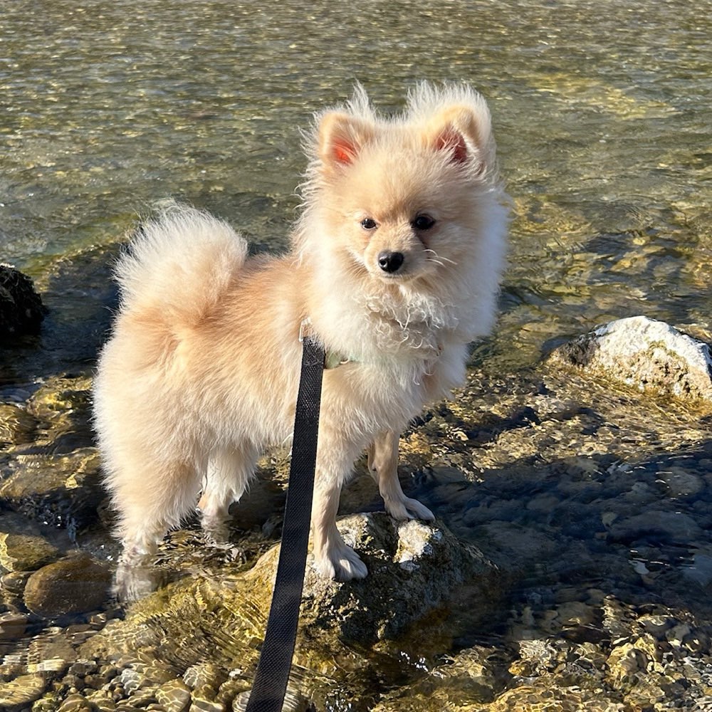 Hundetreffen-Sozialisierungs- Spieltreffen-Profilbild