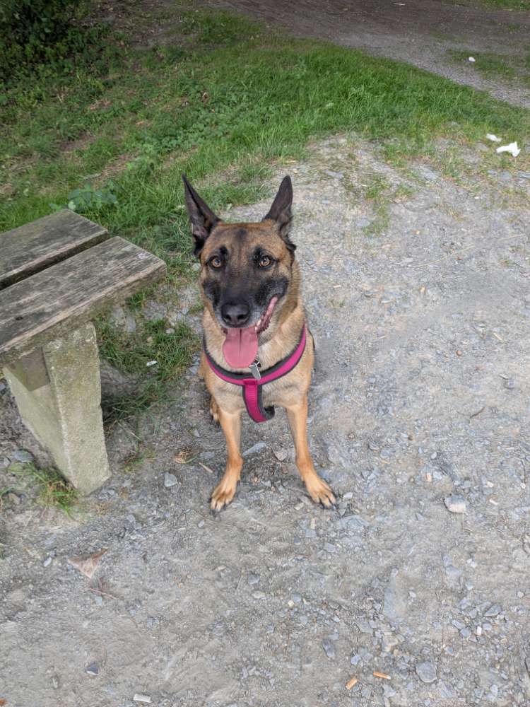 Hundetreffen-Trainingspartner gesucht-Profilbild