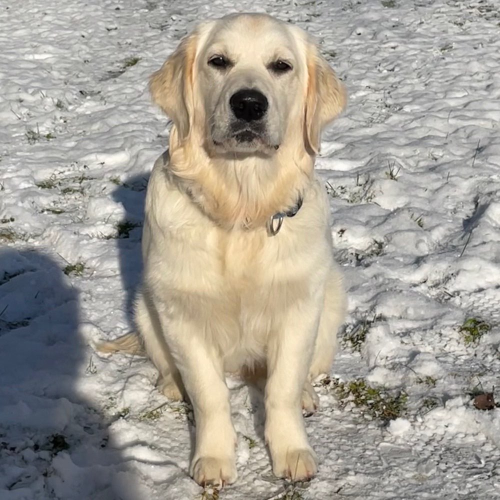 Hundetreffen-Spielerunden und gemeinsames spazieren-Profilbild