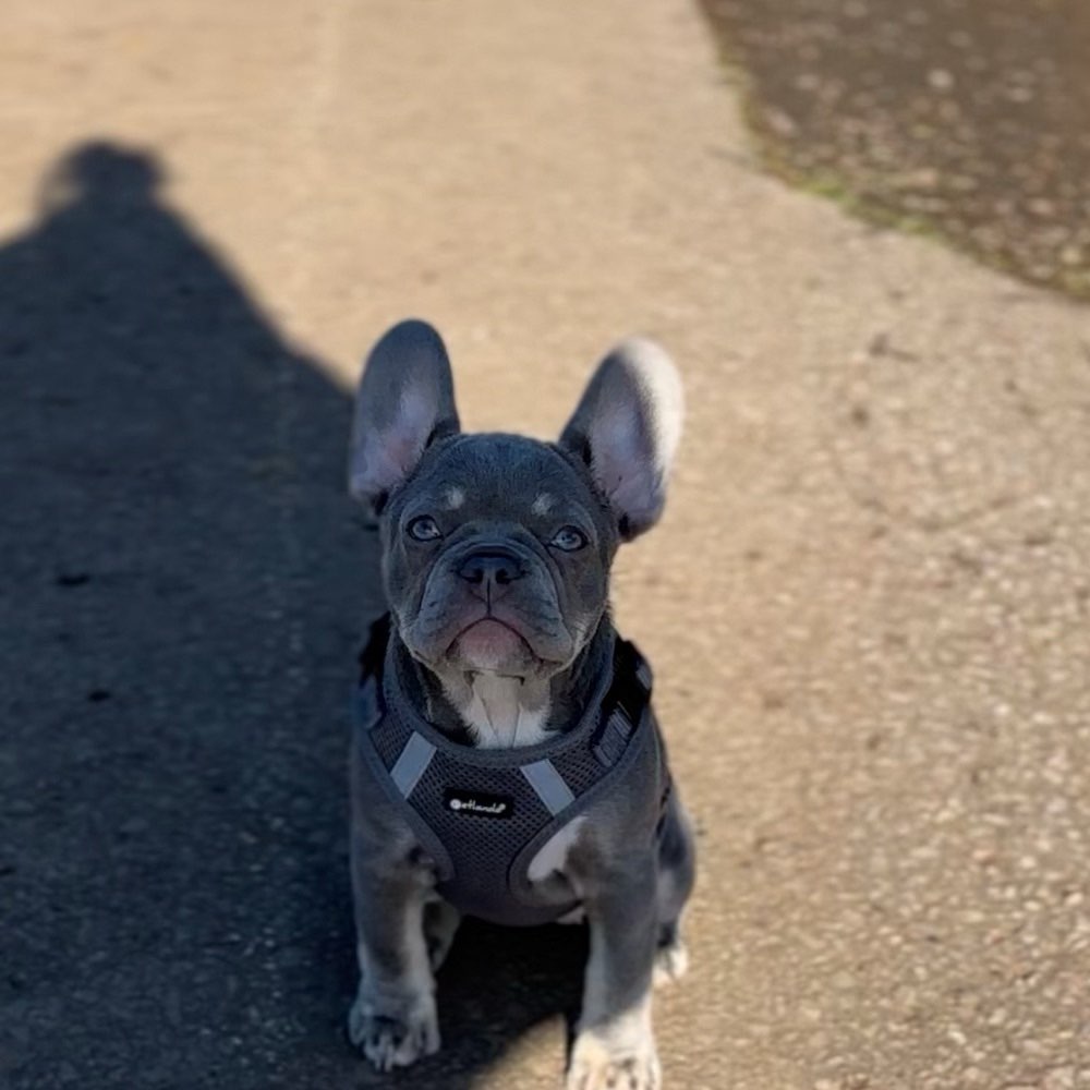 Hundetreffen-Suche Freunde zum Spielen-Profilbild