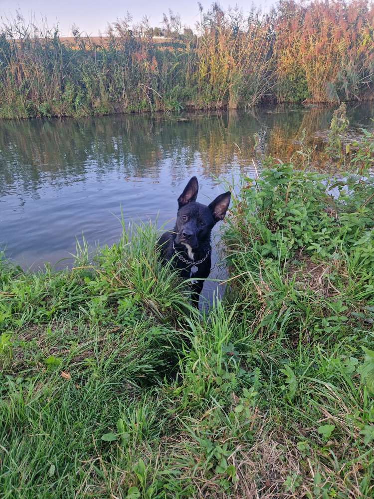 Hundetreffen-Gassirunde (Toben, Hundebegegnungen, Soziales Verhalten)-Profilbild