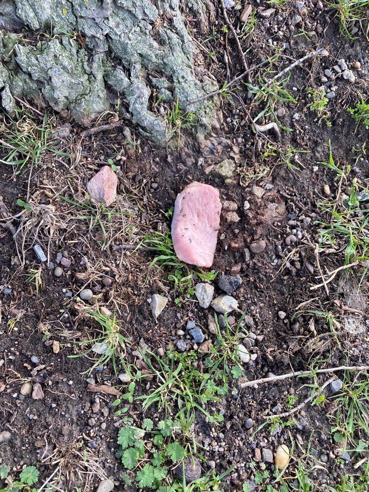 Giftköder-Rohes Fleisch am Baum-Profilbild