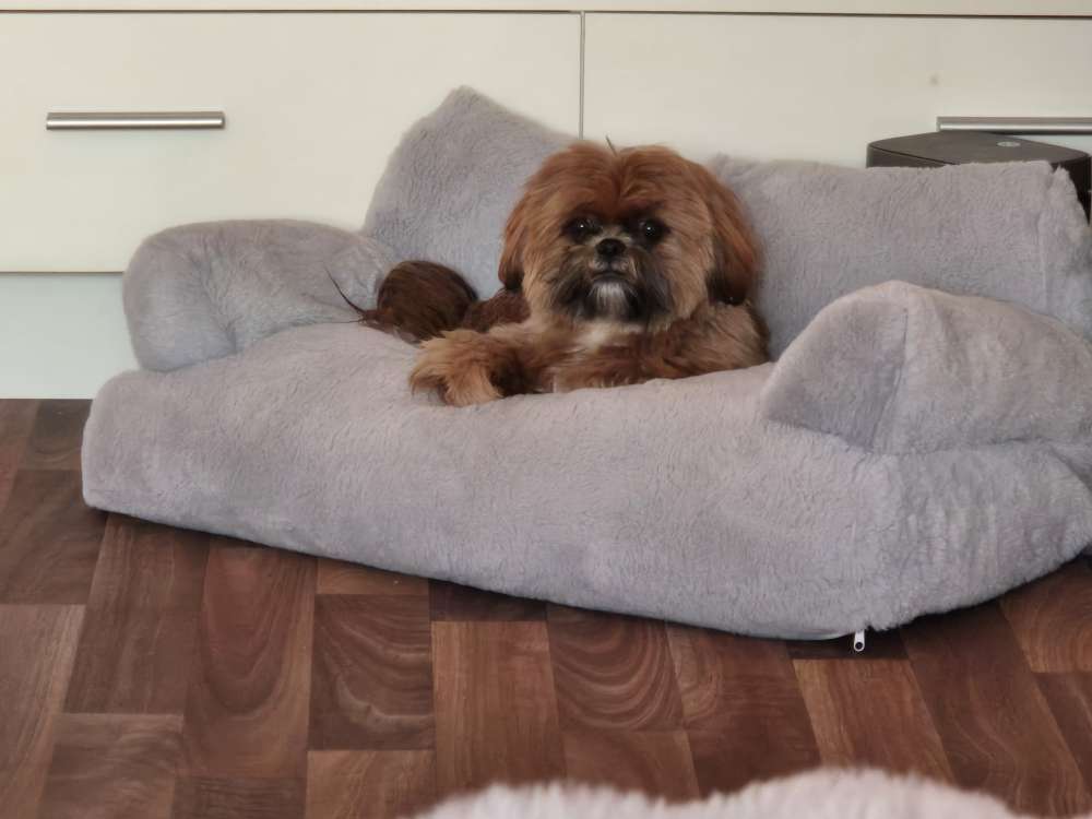 Hundetreffen-Kleine Shih Tzu Hündin sucht Spielpartner/in-Profilbild