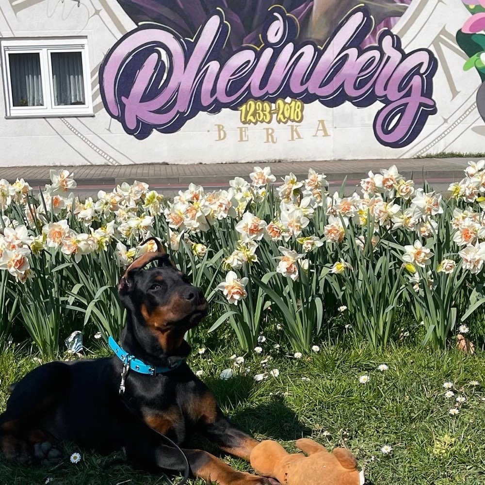 Hundetreffen-Spielkameraden gesucht-Profilbild