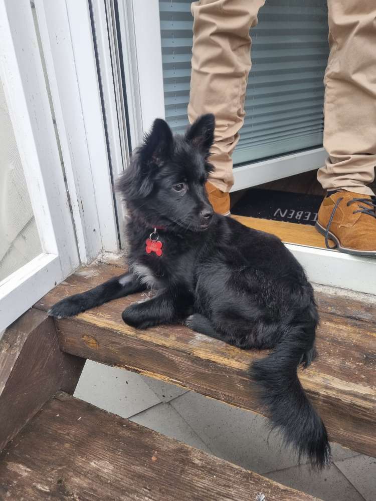 Hundetreffen-Hunde fürs Training gesucht 🙈-Profilbild