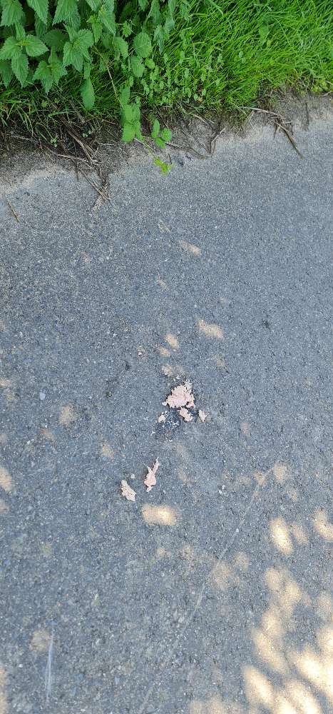 Giftköder-Wurst-Profilbild