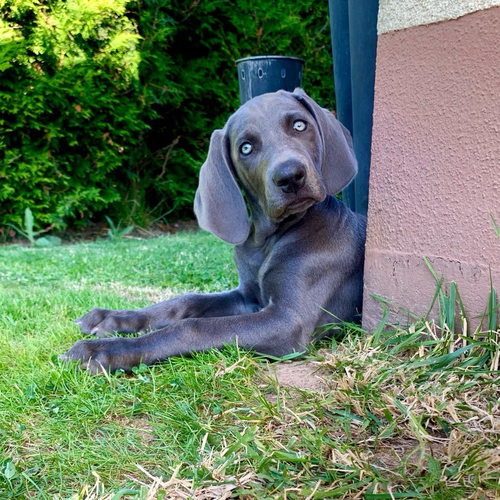 Hundetreffen-Welpentreffen rund um Höchstadt-Profilbild