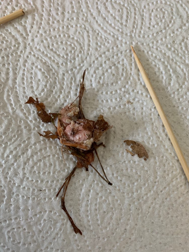 Giftköder-Vermutlicher Giftköder in Höchstadt Süd-Profilbild