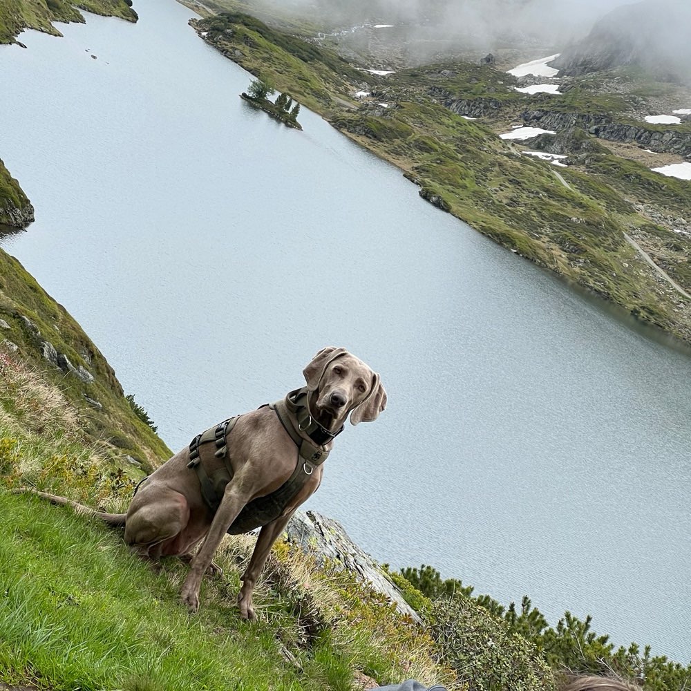 Hundetreffen-Spielkameraden gesucht-Profilbild