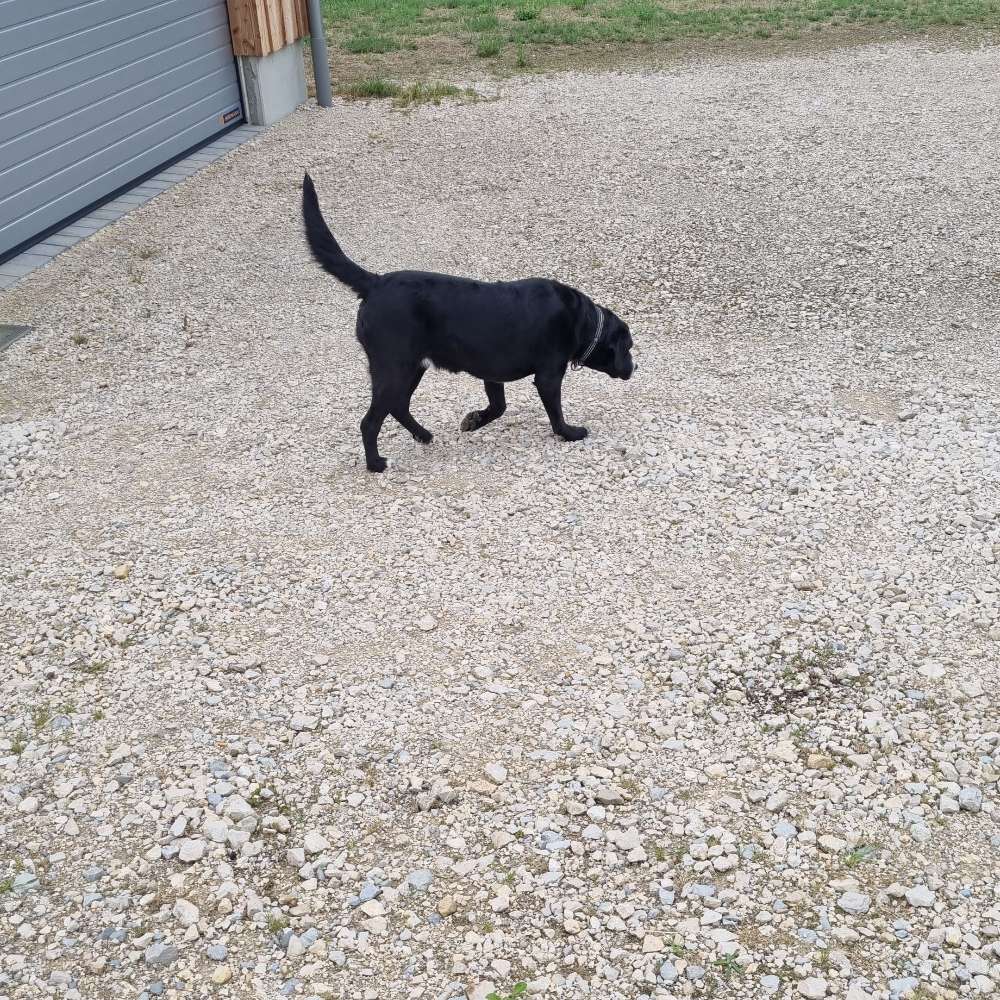 Hundetreffen-Ältere Hunde-Profilbild