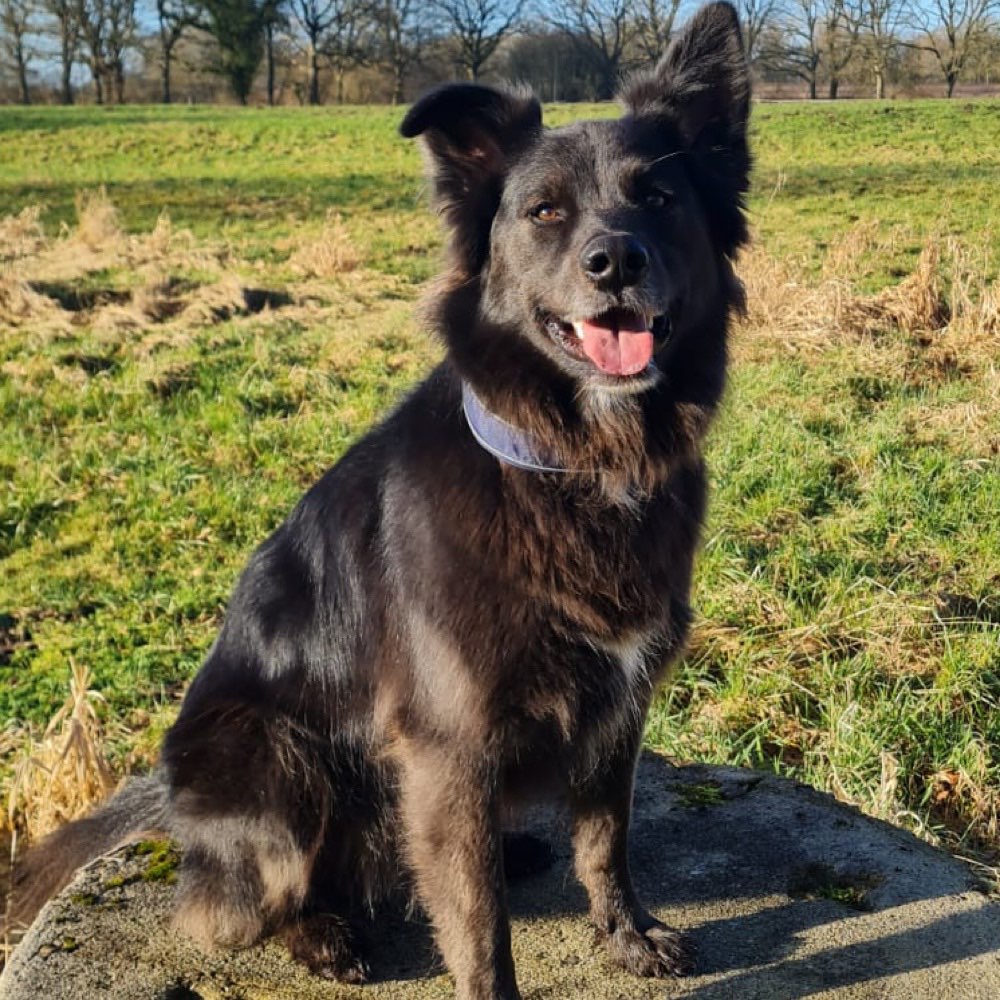 Hundetreffen-Spaziergänge in und um Plön-Profilbild