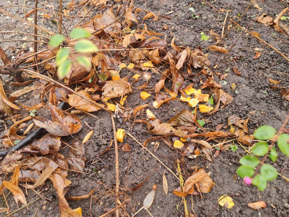 Giftköder-Vermutlicher Giftköder oder ähnliches-Profilbild