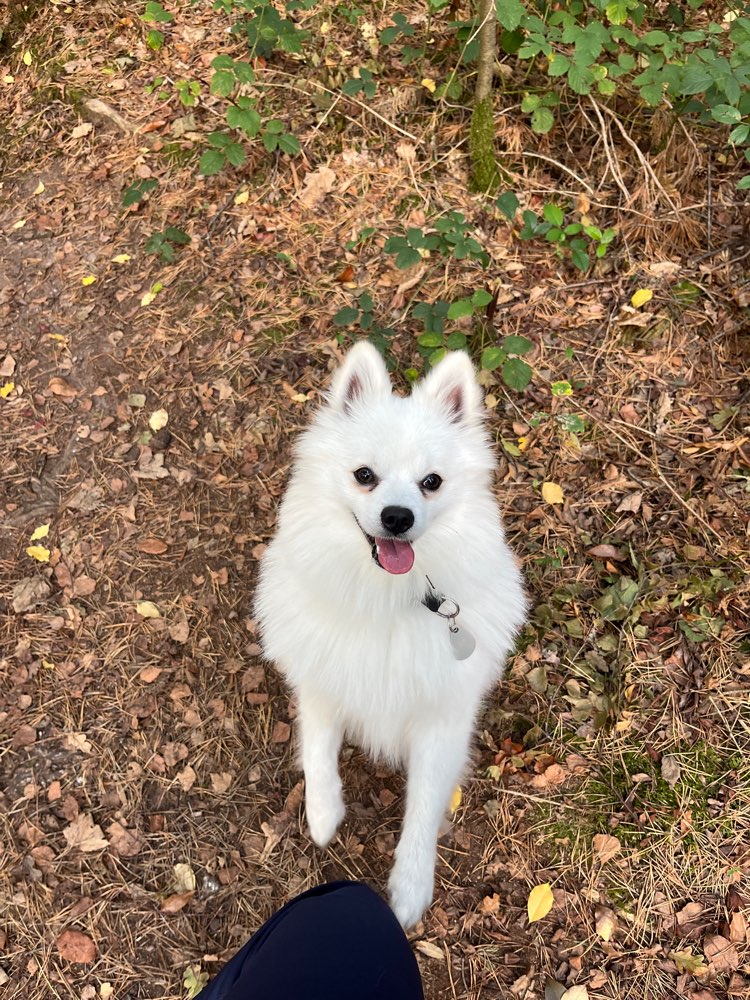 Hundetreffen-Gemeinsame Spaziergänge-Profilbild