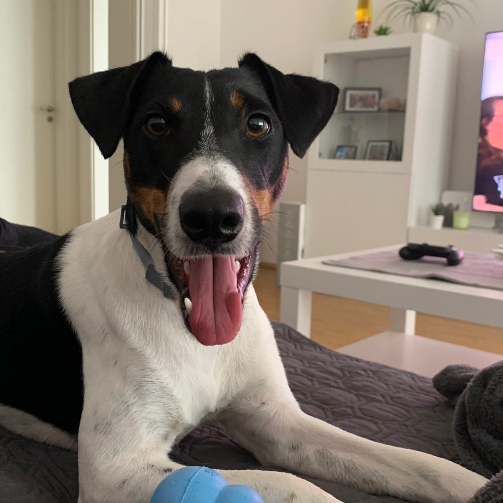 Hundetreffen-Gassirunden + soziale Kontakte knüpfen-Profilbild