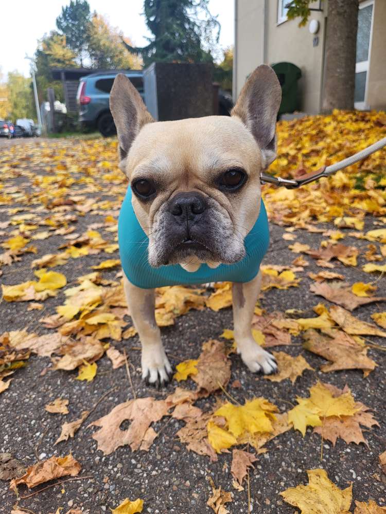 Hundetreffen-Bulli sucht Bulli-Profilbild