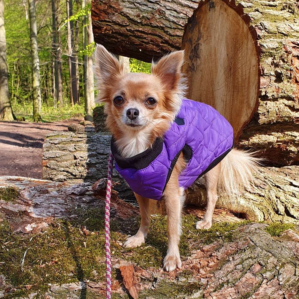 Hundetreffen-Chihuahua/Kleinhundetreff-Profilbild