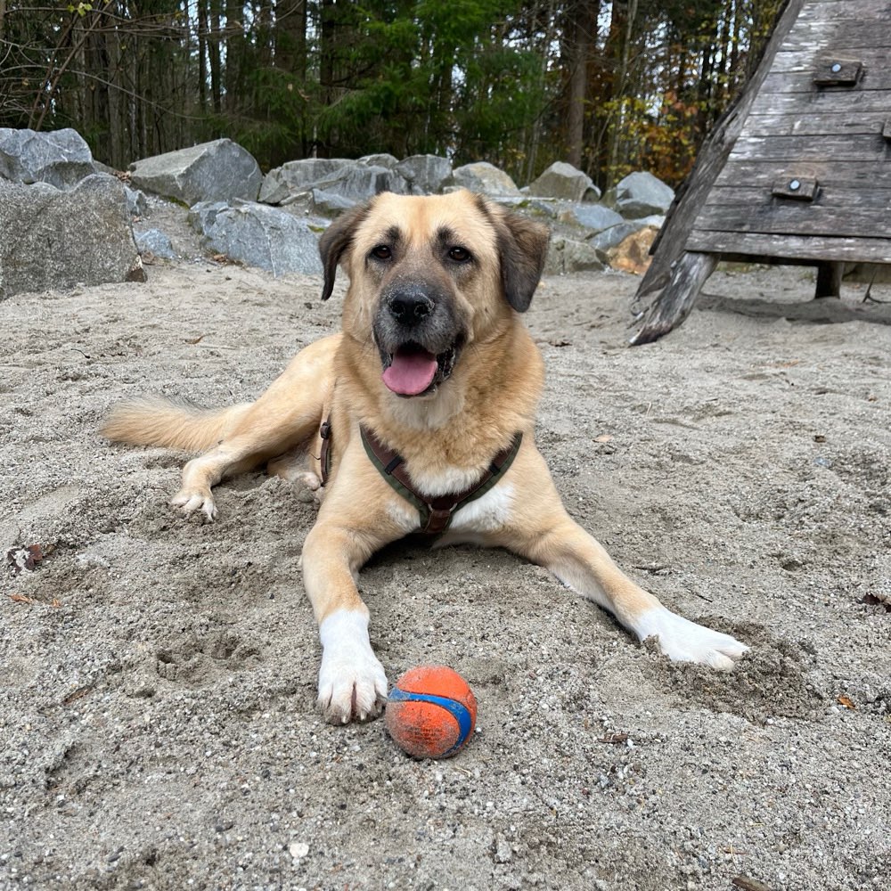 Hundetreffen-Gemeinsame Spaziergänge 🐕 ☀️ ❄️-Profilbild
