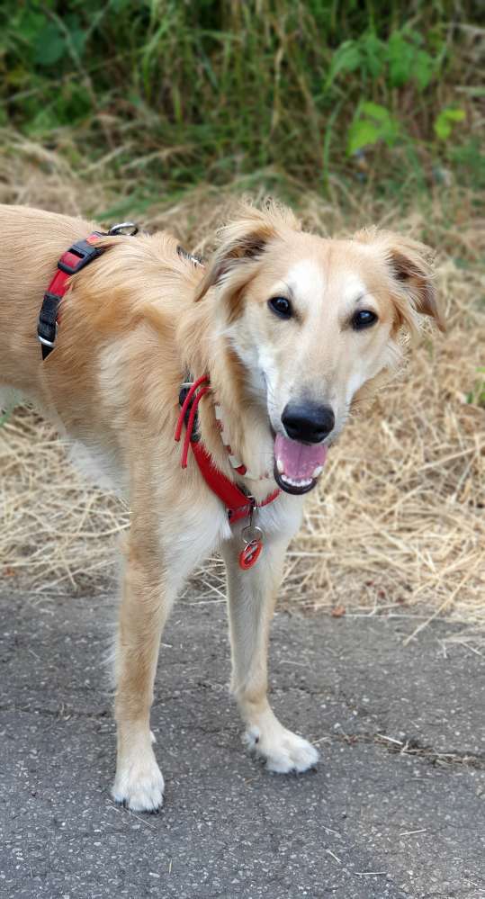 Hundetreffen-Spazierengehen und gemeinsam rennen + spielen-Profilbild