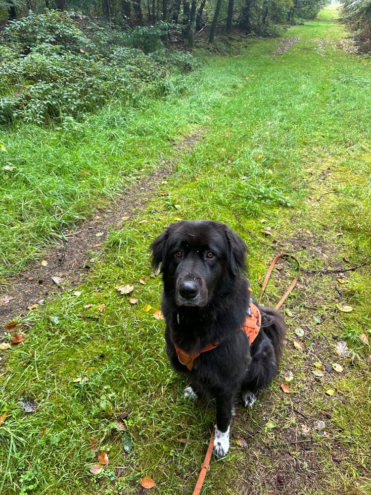 Hundetreffen-Gemeinsames Training und Spaziergang-Profilbild