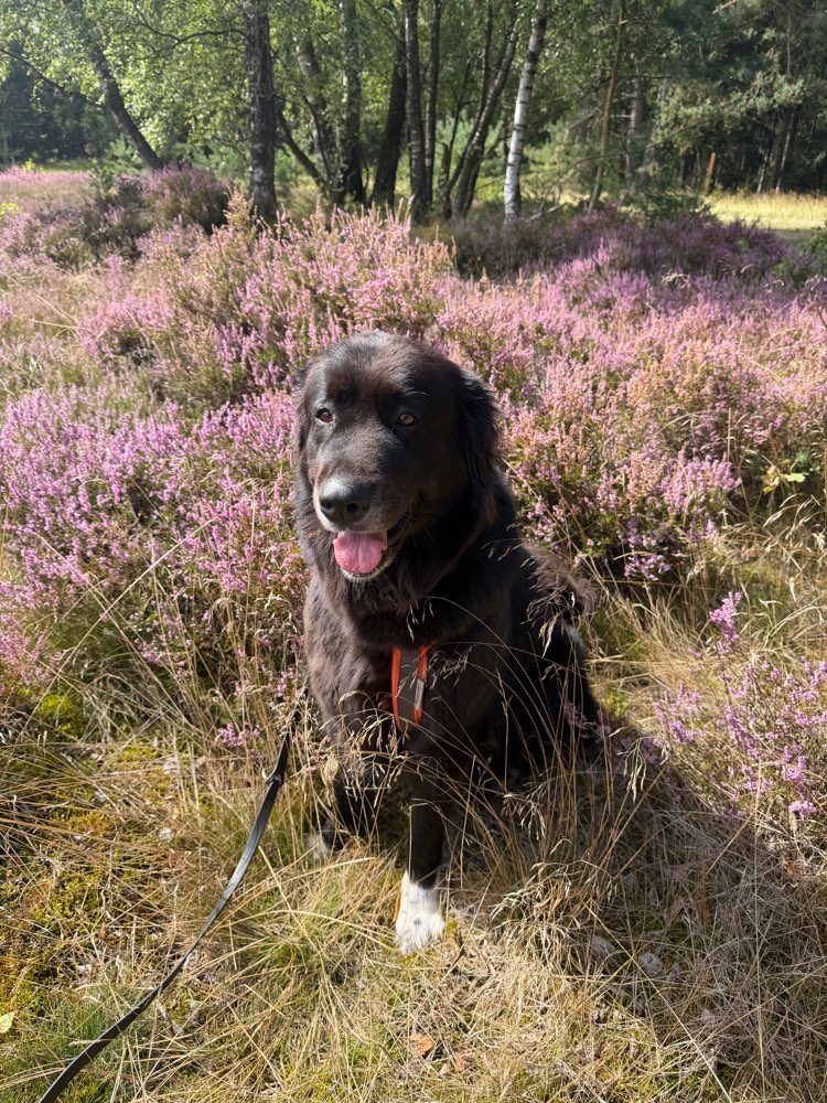 Hundetreffen-Social Walk am Wochenende-Profilbild