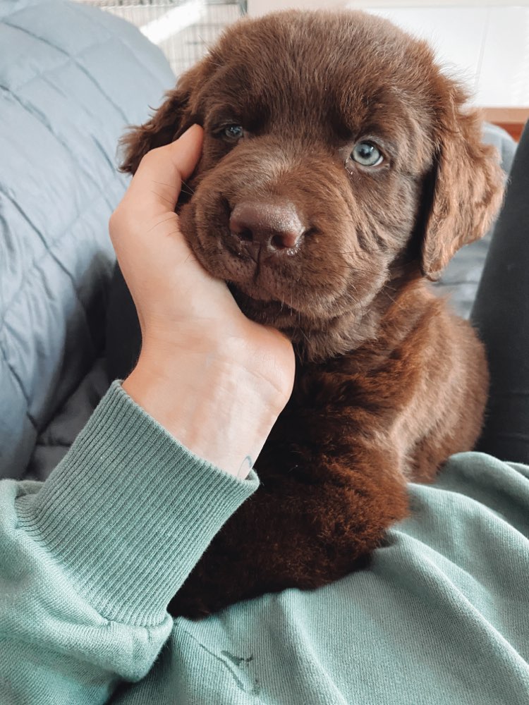 Hundetreffen-Welpentreff-Profilbild