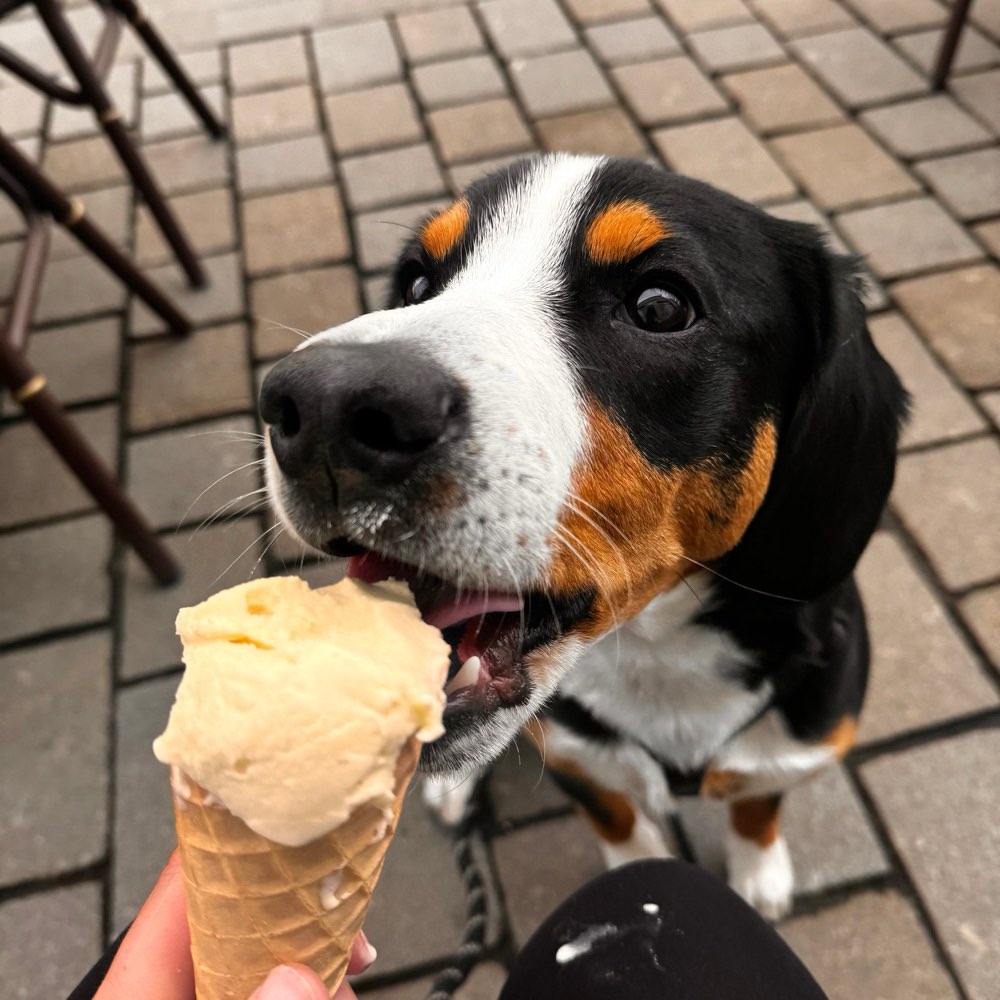 Hundetreffen-Spazieren gehen in Erfurt-Profilbild