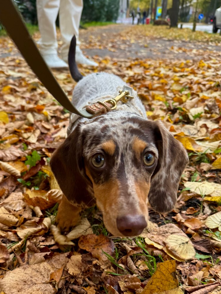 Hundetreffen-Dackel-Runde-Profilbild