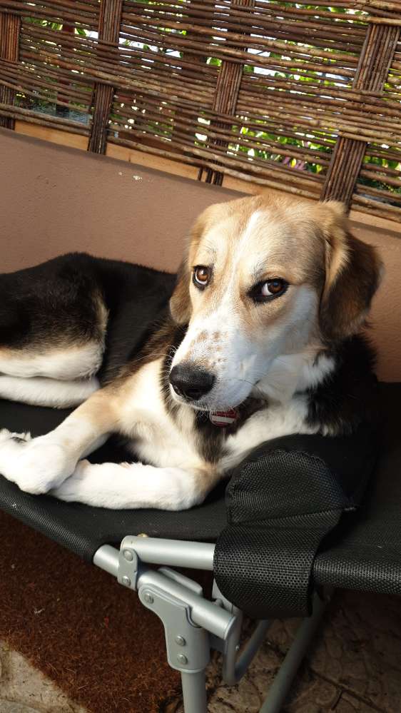 Hundetreffen-Hündin als Spielgefährtin und/oder Gassirunde gesucht-Profilbild