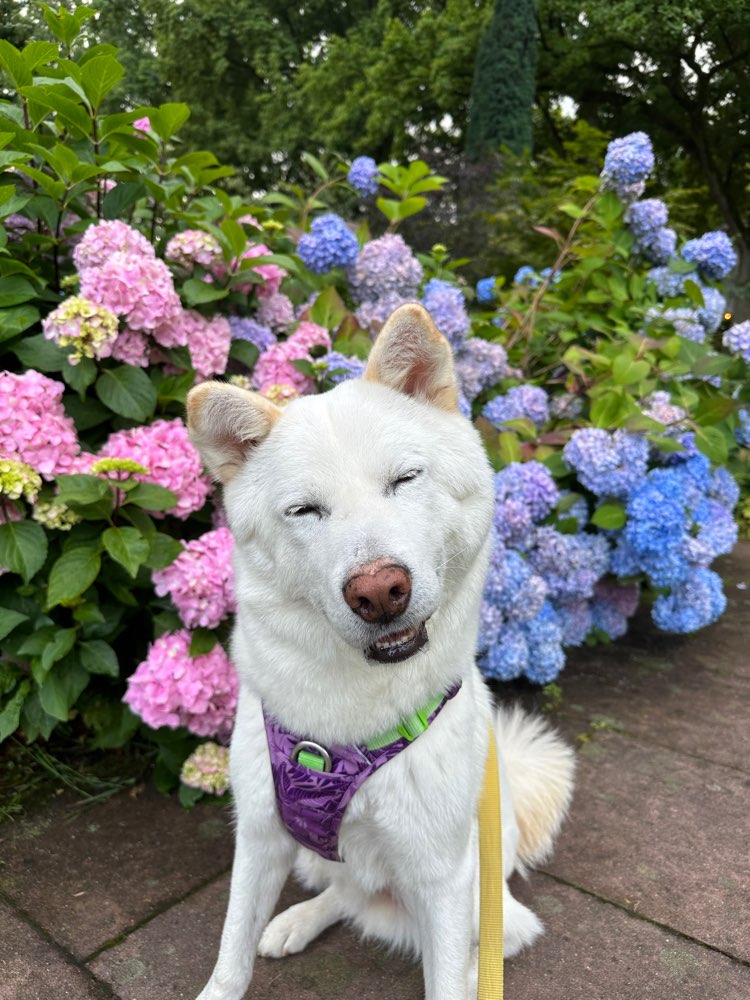 Hundetreffen-Trainings- und evtl. Spielpartner gesucht-Profilbild