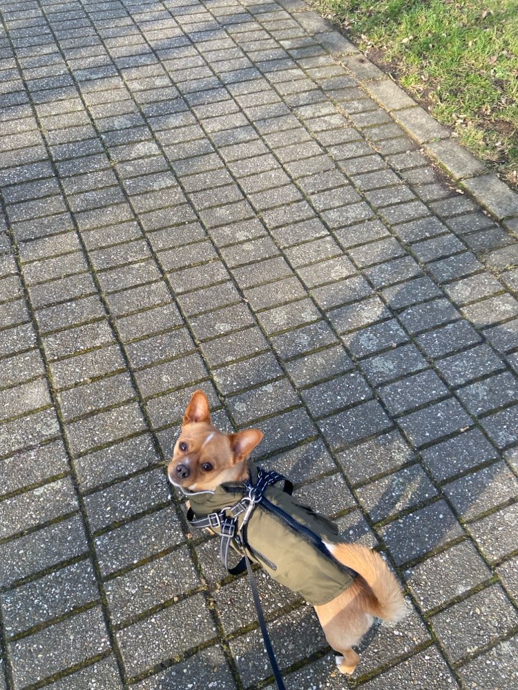 Hundetreffen-Trainingspartner und Spielkameraden gesucht für Diego-Profilbild