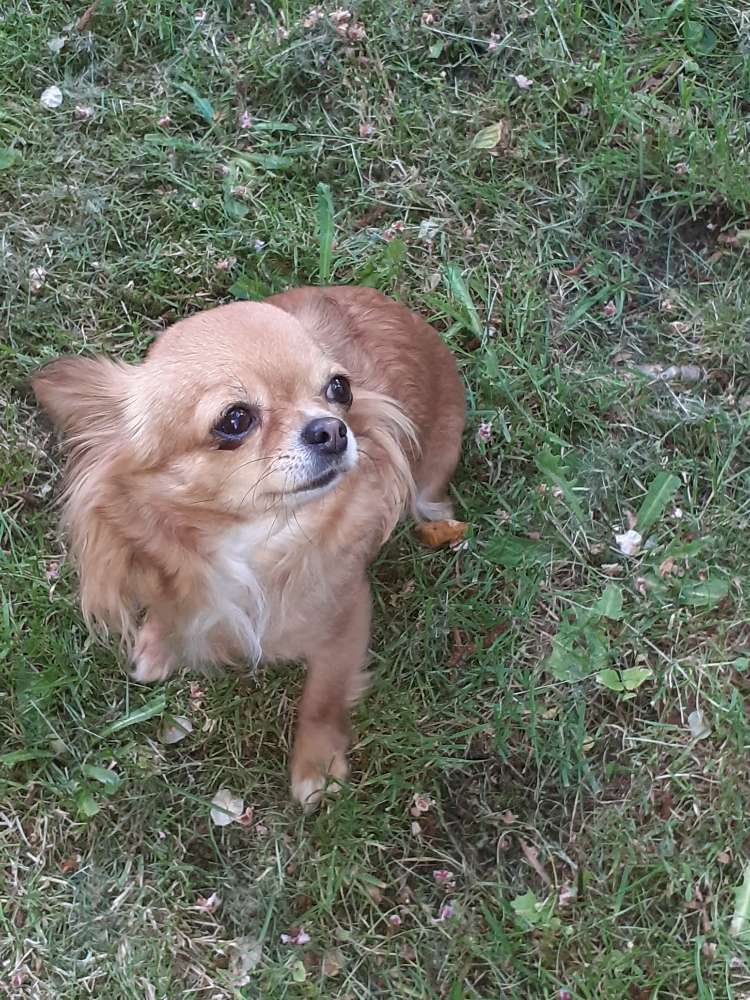 Hundetreffen-Klein Hunde Treff!-Profilbild