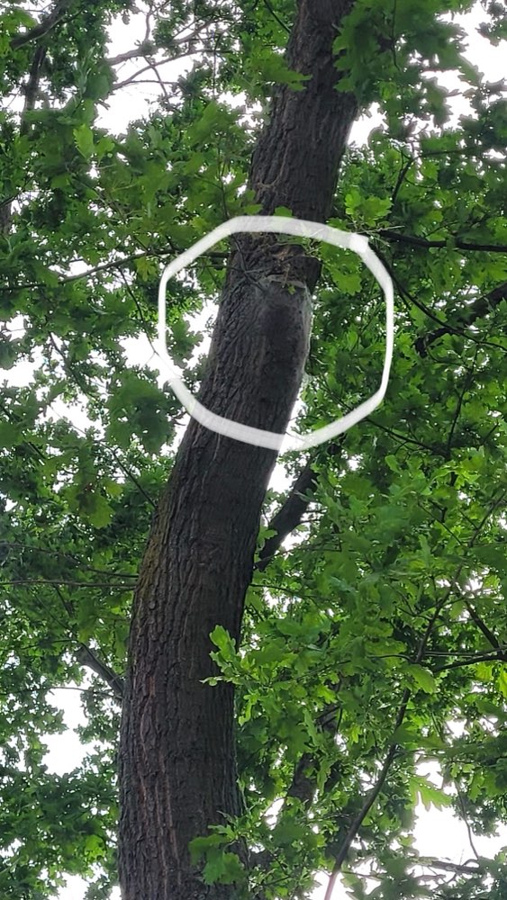 Giftköder-Verdacht auf Eichenprozessionsspinner-Profilbild