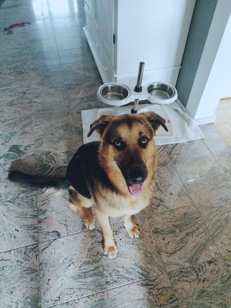 Hundetreffen-Gassi gehen an der Hammerhalde-Profilbild