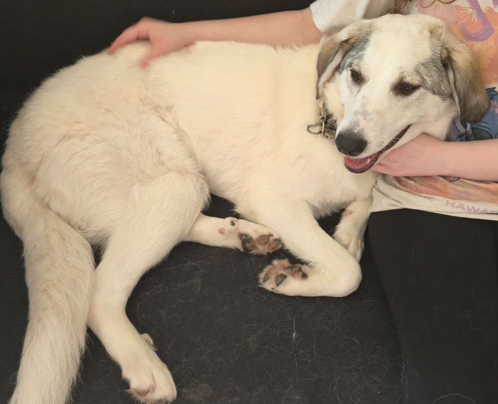 Hundetreffen-Gassigehen wie dein Hund es möchte gerne hat-Profilbild